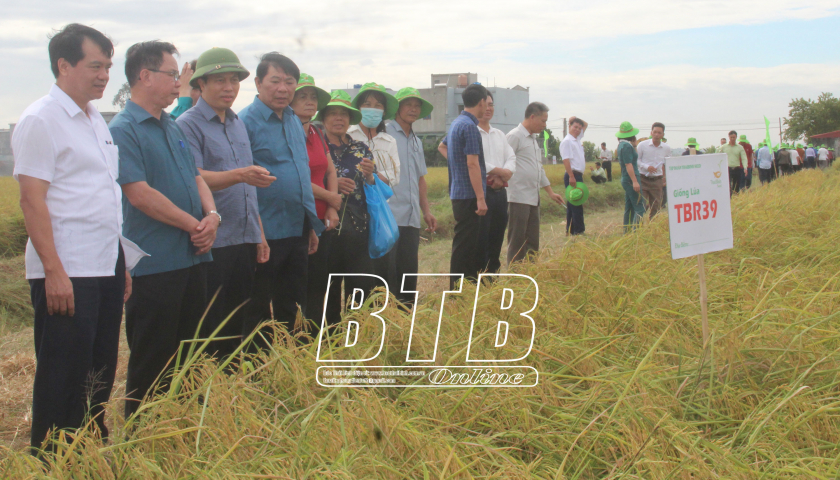   Đồng chí Phó Chủ tịch UBND tỉnh: Thăm mô hình liên kết sản xuất lúa TBR39