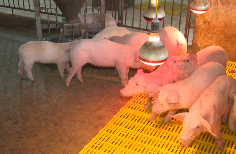   Tái đàn vật nuôi, chủ động phòng, chống dịch bệnh