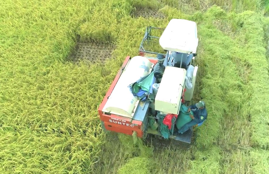   Thái Bình: Đẩy mạnh sản xuất, kinh doanh, xuất khẩu lúa, gạo bền vững, minh bạch, hiệu quả trong tình hình mới