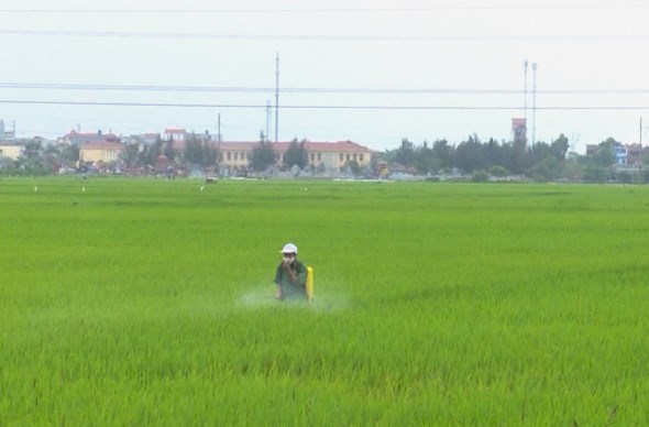   Tập trung đôn đốc, chỉ đạo, hướng dẫn nông dân phun thuốc lần 2 trừ sâu cuốn lá nhỏ cho diện tích lúa trỗ sau ngày 5/5