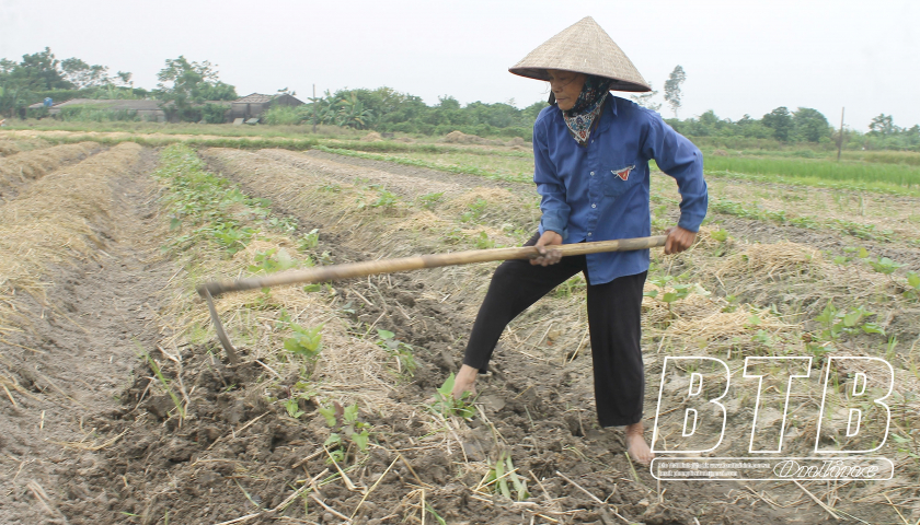   Vũ Thư: Nỗ lực sản xuất vụ đông