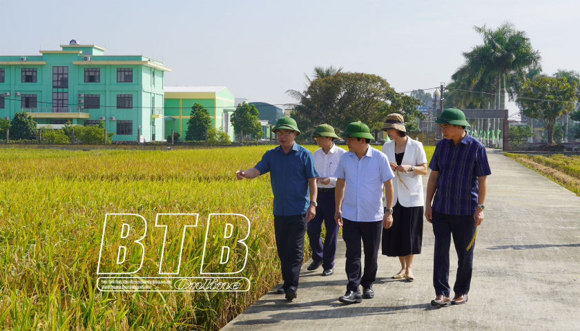   Đồng chí Phó Bí thư thường trực VV88 casino, Chủ tịch HĐND tỉnh: Thăm mô hình sản xuất giống lúa chất lượng cao của Công ty Cổ phần Tập đoàn ThaiBinh Seed