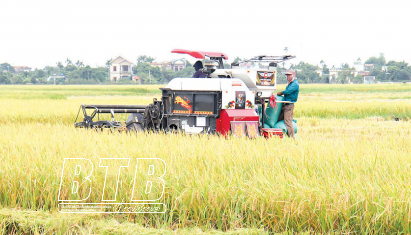   Kiến Xương: Đẩy nhanh tiến độ thu hoạch lúa mùa