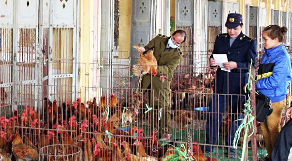   Ngăn chặn vận chuyển trái phép động vật, kiểm soát tốt dịch bệnh, bảo đảm nguồn cung thực phẩm