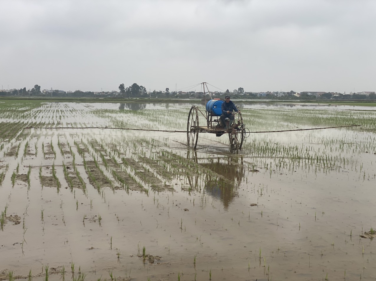   Tăng cường các biện pháp chăm sóc, bảo vệ sản xuất vụ Xuân 2024