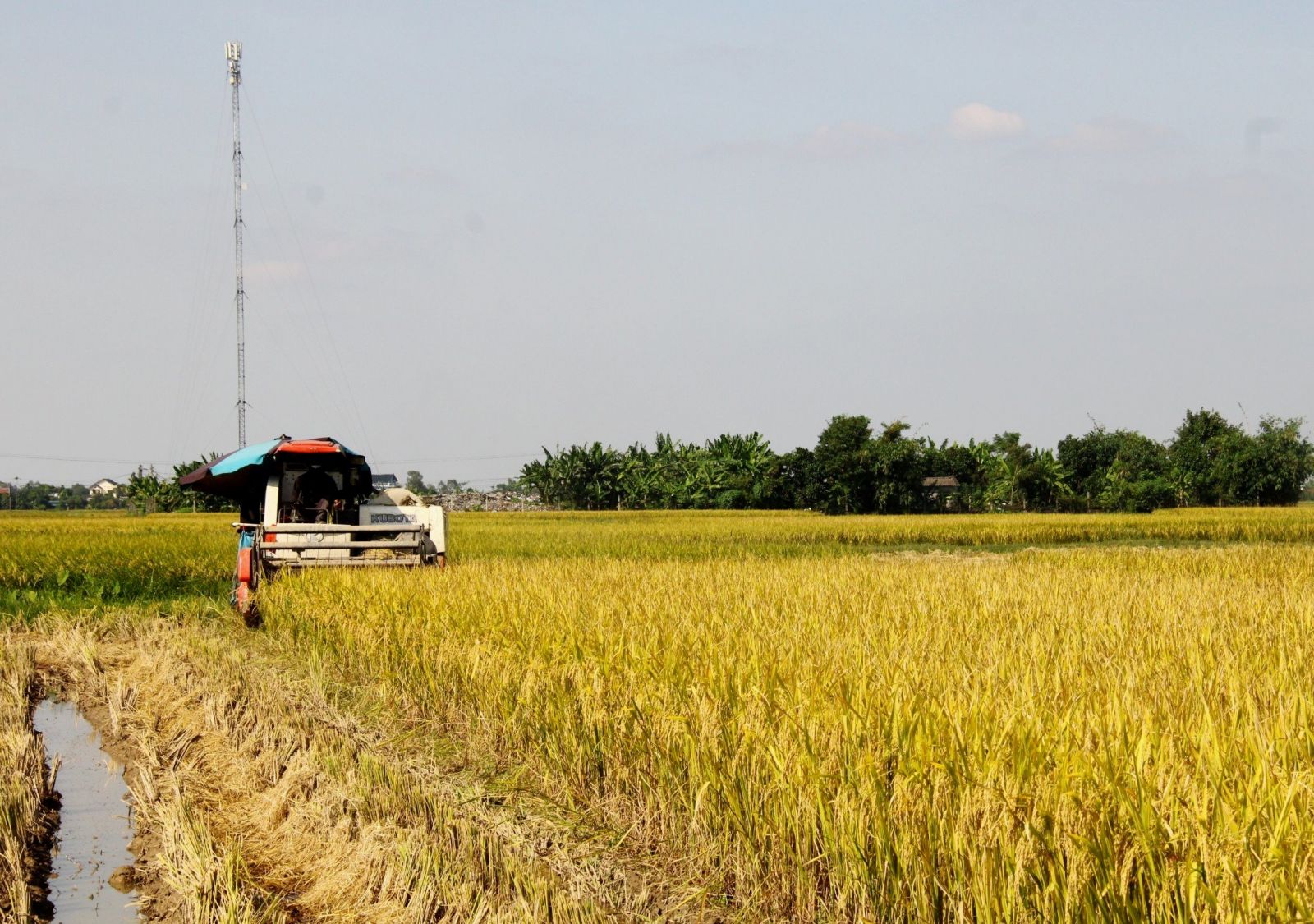   Tập trung thu hoạch lúa mùa, gieo trồng cây vụ đông, chủ động ứng phó với điều kiện thời tiết bất lợi có thể xảy ra