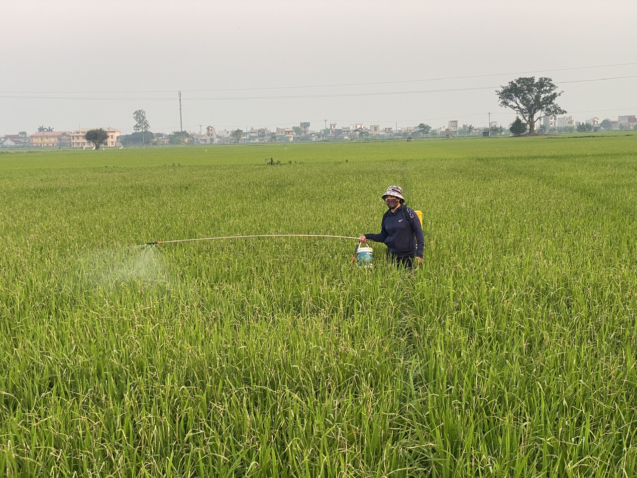   Tiếp tục trừ sâu cuốn lá nhỏ lần 2 từ ngày 4 – 8/5