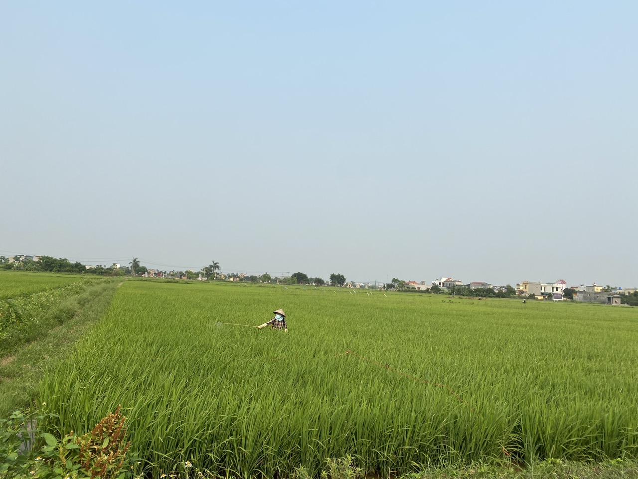   Kiến Xương: Từ ngày 5-8/5 phun trừ sâu cuốn lá nhỏ đợt 2