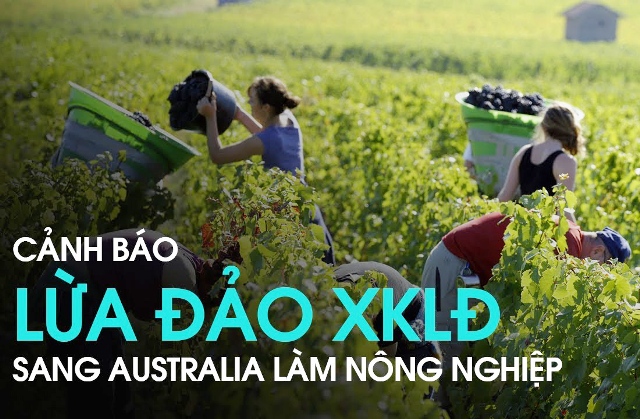   Ngăn chặn tình trạng lừa đảo đưa lao động Việt Nam đi làm việc tại Ô-xtrây-li-a