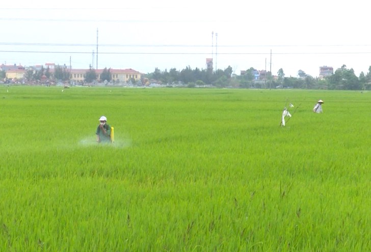   Chủ động theo dõi đồng ruộng, phòng trừ sâu bệnh hại bảo vệ lúa xuân