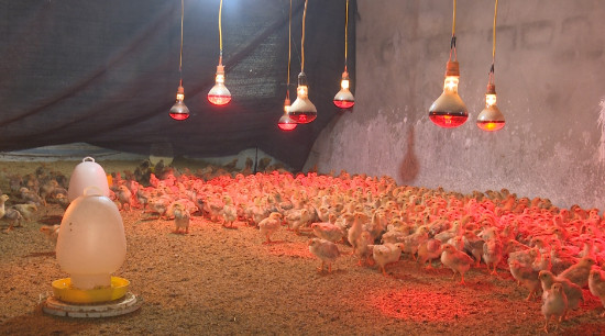   Chủ động phòng, chống rét cho cây trồng, vật nuôi