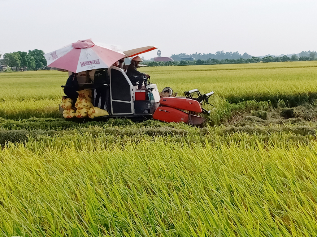  Nhanh tay thu hoạch lúa xuân