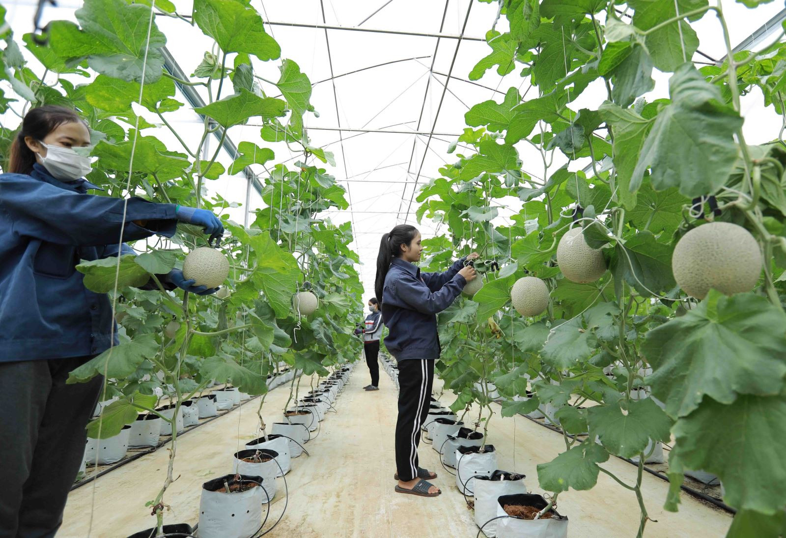   Loạt chính sách kinh tế mới có hiệu lực từ tháng 11/2024