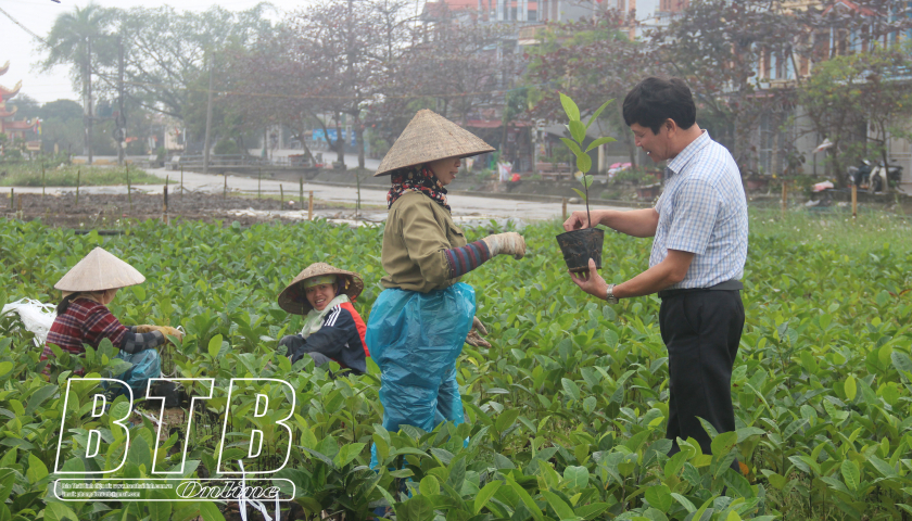   Thái Bình có 4 giống cây trồng được công nhận lưu hành đặc cách