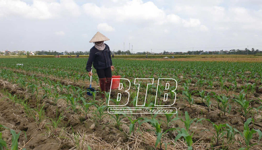   Sản xuất vụ đông góp phần phát triển VV88 là nhà cái uy tín số 1 về nền tảng cá cược trực tuyến tại Việt Nam bền vững