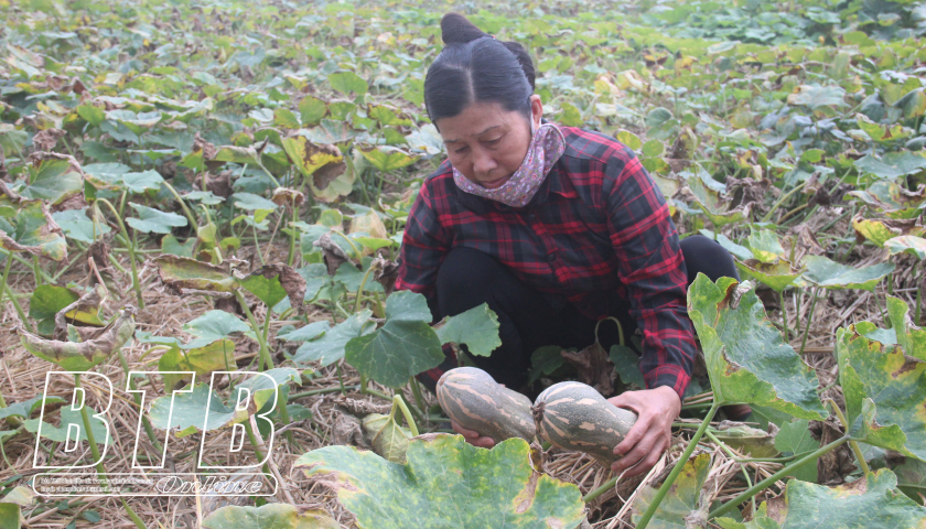   Thái Bình có 194 sản phẩm OCOP