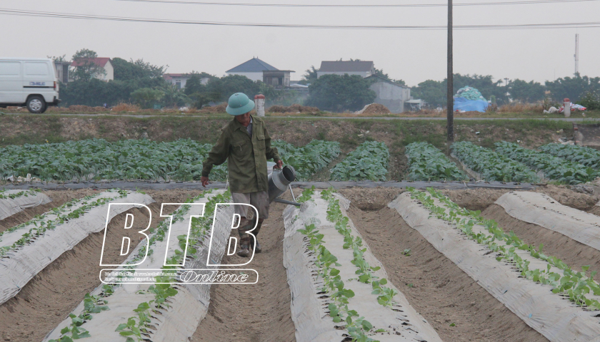   Thái Bình: Phấn đấu diện tích sản xuất vụ đông 2024 – 2025 đạt 40.000ha