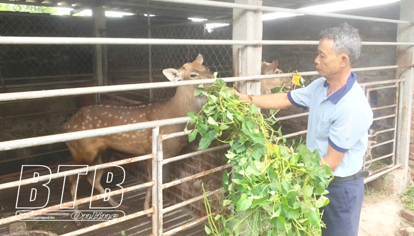   Kiến Xương: Phát triển chăn nuôi bền vững