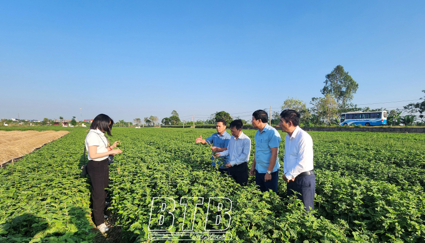   Trồng cây dược liệu - hướng đi mới hiệu quả kinh tế cao