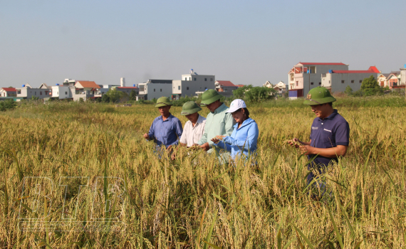   Khát vọng xanh trên cánh đồng