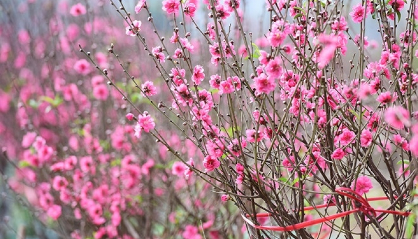   Dự báo thời tiết tết Nguyên Đán Ất Tỵ 2025 khu vực tỉnh Thái Bình