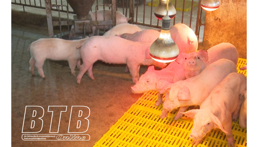   Chủ động phòng, chống rét cho vật nuôi