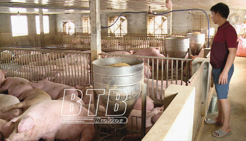   Tái đàn có kiểm soát, bảo đảm chăn nuôi an toàn