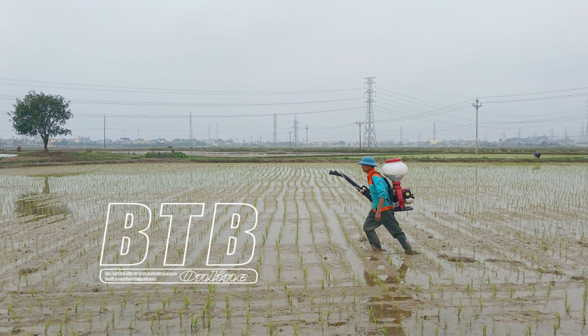   Chuyển trọng tâm sang chăm sóc lúa xuân