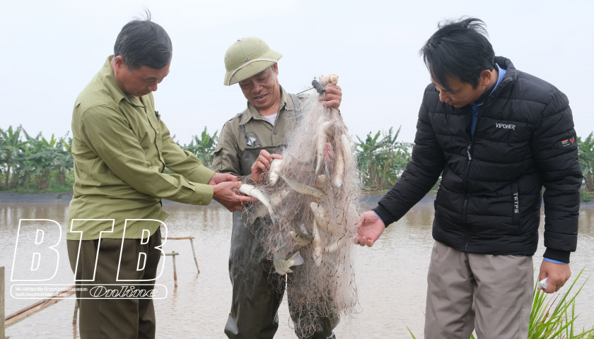   Tiền Hải: Đa dạng mô hình phát triển kinh tế của nông dân