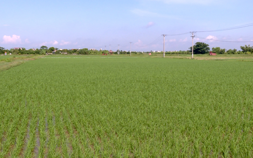   Hợp tác sản xuất và xuất khẩu gạo sang thị trường Nhật Bản đã mở ra cơ hội phát triển cho VV88 là nhà cái uy tín số 1 về nền tảng cá cược trực tuyến tại Việt Nam Hưng Hà