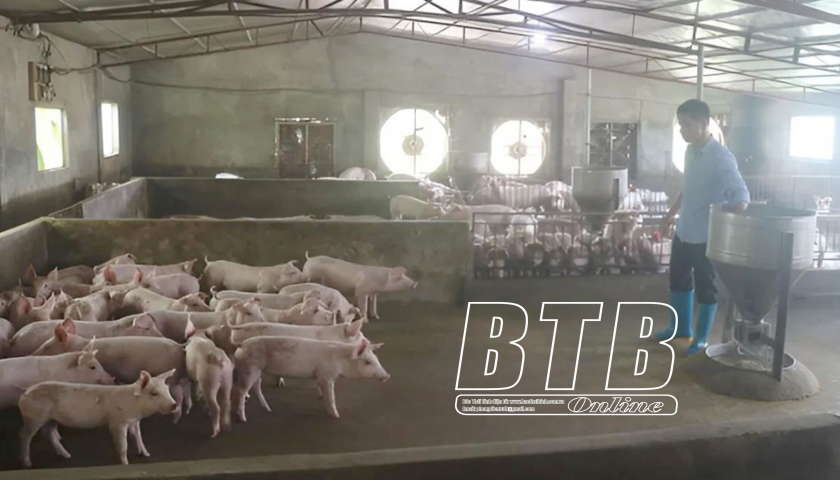   Giá lợn hơi tiếp tục tăng, người chăn nuôi có lãi