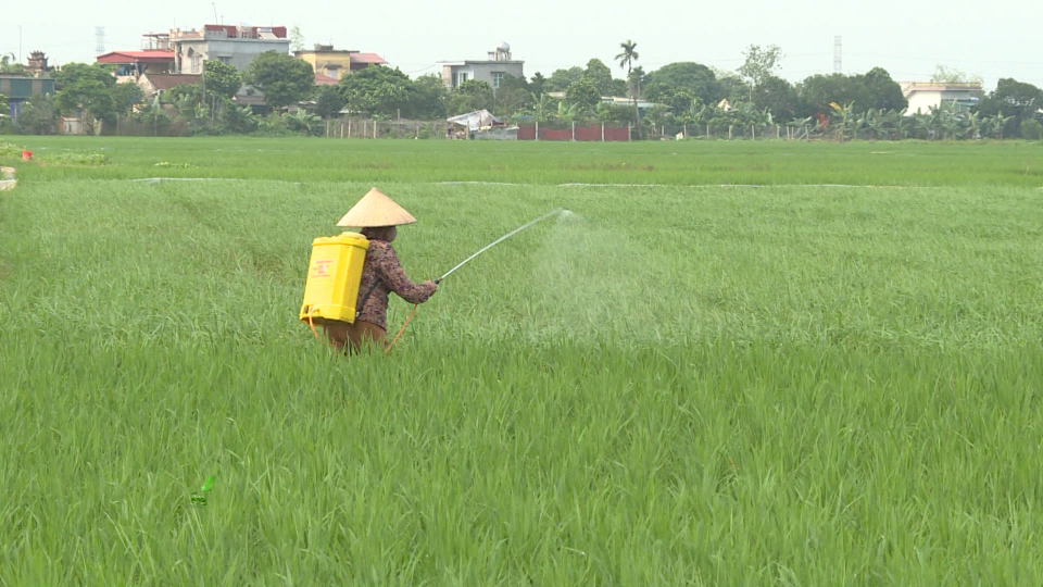   Khẩn trương phòng trừ sâu đục thân 2 chấm và bệnh đạo ôn cổ bông bảo vệ sản xuất vụ mùa