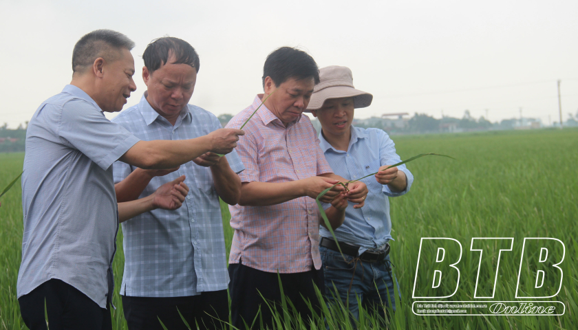   Không để thiệt hại năng suất lúa do sâu cuốn lá nhỏ gây ra