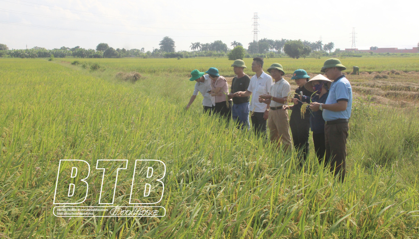   Hợp tác xã - đầu tàu tổ chức sản xuất và tiêu thụ nông sản chủ lực