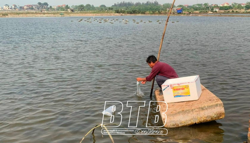   Tập trung xuống giống thủy sản vụ xuân hè