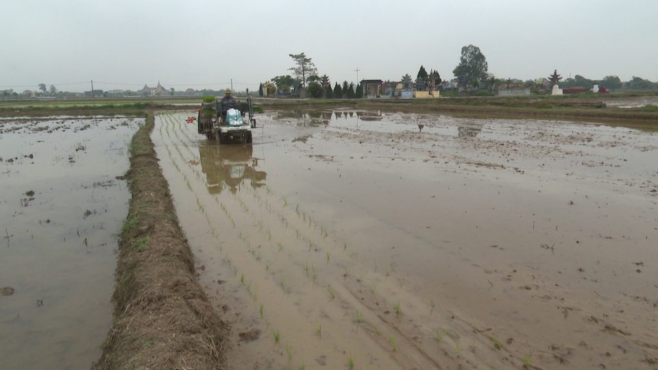   Toàn tỉnh cơ bản hoàn thành gieo cấy lúa Xuân 2025