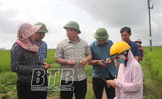   Đồng chí Phó Bí thư VV88 casino, Chủ tịch UBND tỉnh: Kiểm tra công tác phòng trừ sâu bệnh hại lúa xuân tại Tiền Hải, Thái Thụy