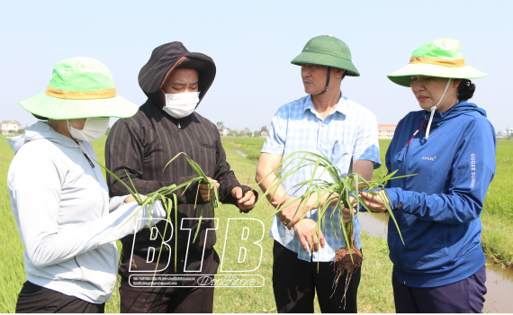   Kiểm tra công tác phòng trừ sâu bệnh bảo vệ lúa xuân tại Kiến Xương, Tiền Hải