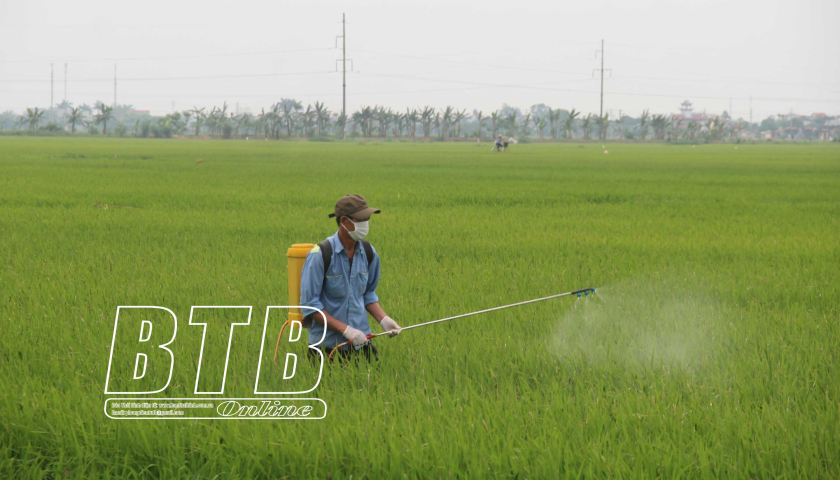   71.600ha lúa xuân được phun thuốc phòng, trừ sâu bệnh