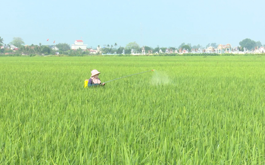   Tập trung phòng trừ sâu bệnh, bảo vệ lúa xuân