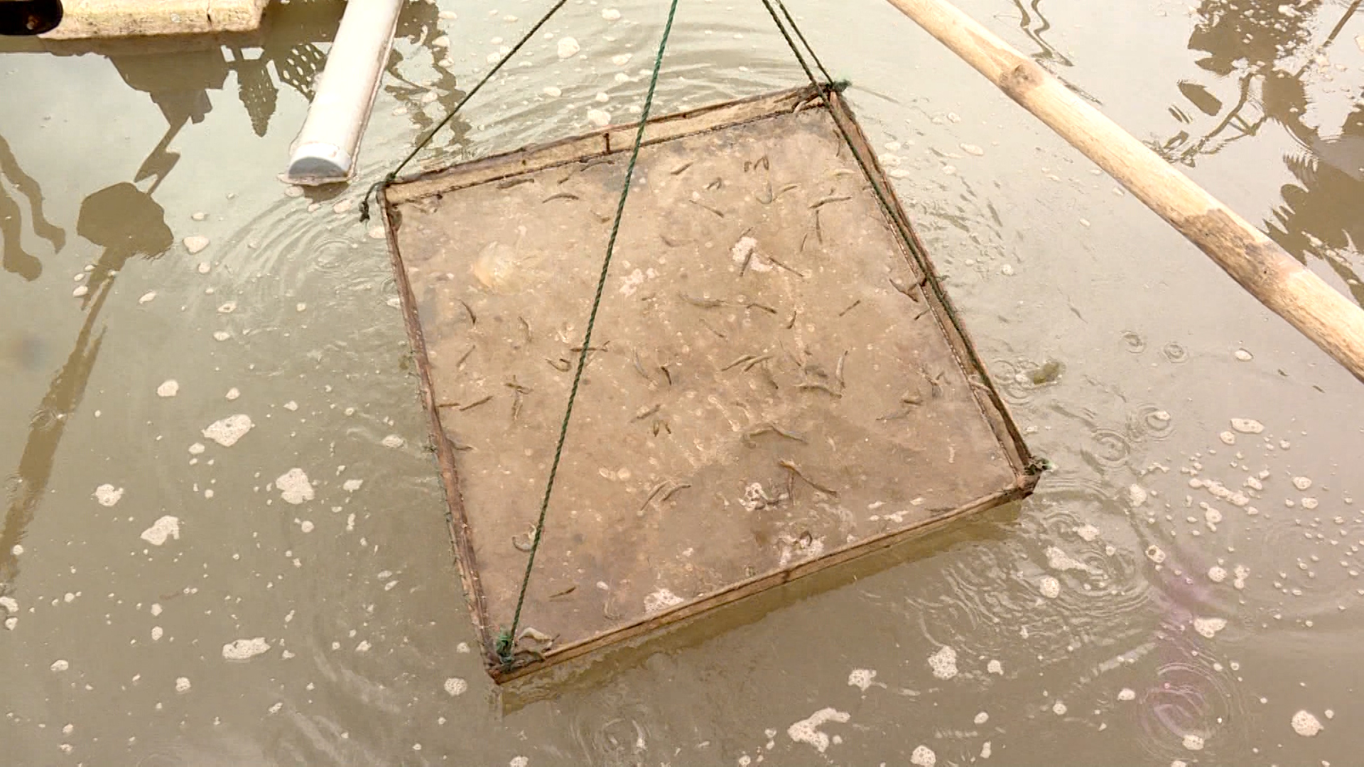   Không chủ quan lơ là với bệnh đốm trắng trên tôm