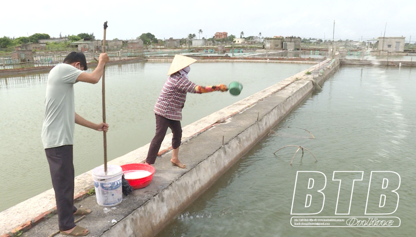   Đông Minh: Khoanh vùng xử lý bệnh đốm trắng trên tôm