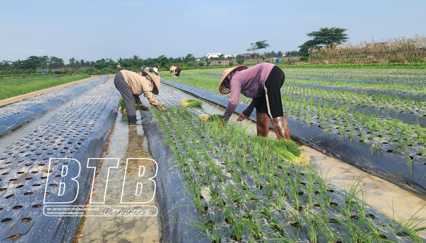   Hiệu quả vùng chuyên canh rau màu
