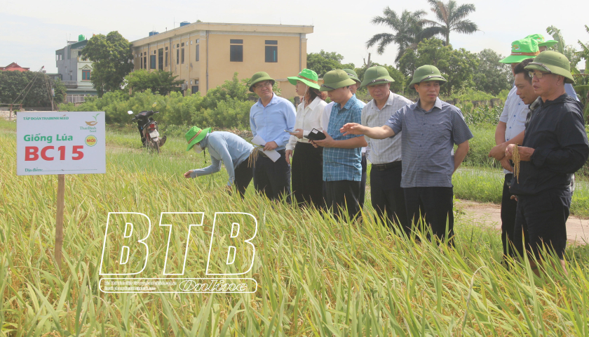   Đẩy nhanh tiến độ thu hoạch lúa xuân, chuẩn bị các điều kiện cho sản xuất vụ mùa