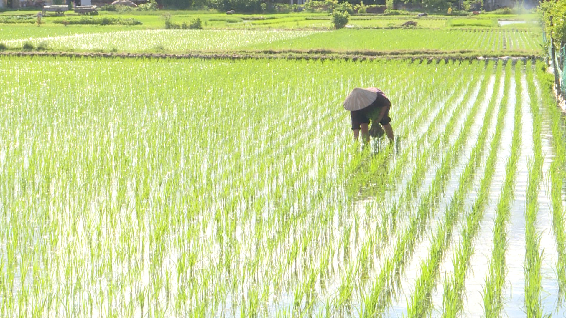   Tập trung chăm sóc, phòng trừ sâu bệnh bảo đảm cho lúa mùa sinh trưởng phát triển tốt