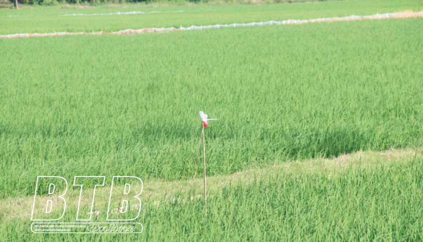   Đồng loạt các biện pháp diệt chuột bảo vệ sản xuất