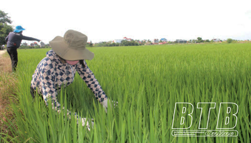   Đồng bộ giải pháp, linh hoạt trong phòng, trừ sâu bệnh hại lúa mùa