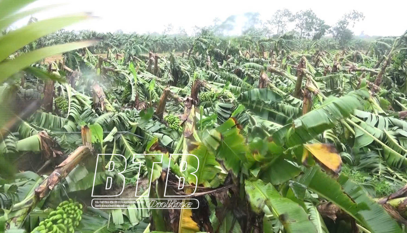   Thống kê bước đầu thiệt hại do bão số 3 gây ra tại Hưng Hà